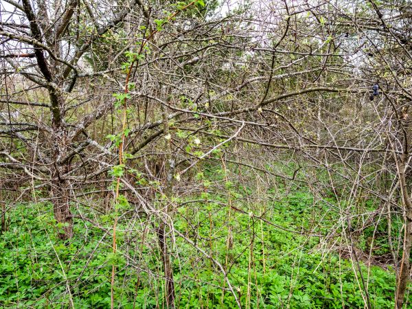 Cost of Underbrush Clearing in Tuscaloosa