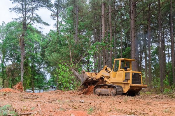 Cost of Property Clearing in Tuscaloosa
