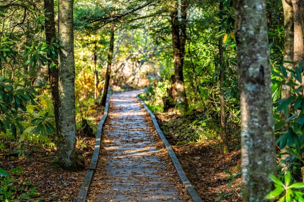 Cost of Trail Clearing in Tuscaloosa