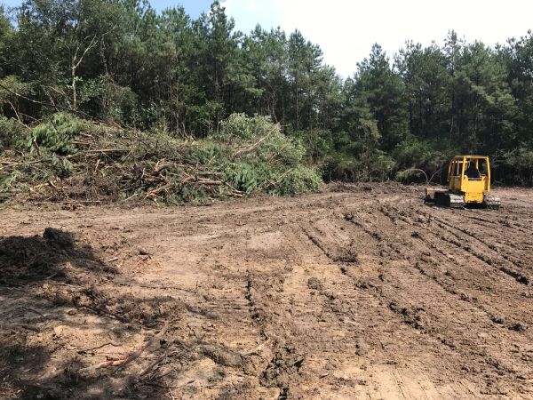 Cost of Thicket Clearing in Tuscaloosa
